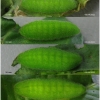 lyc dispar larva5 volg11